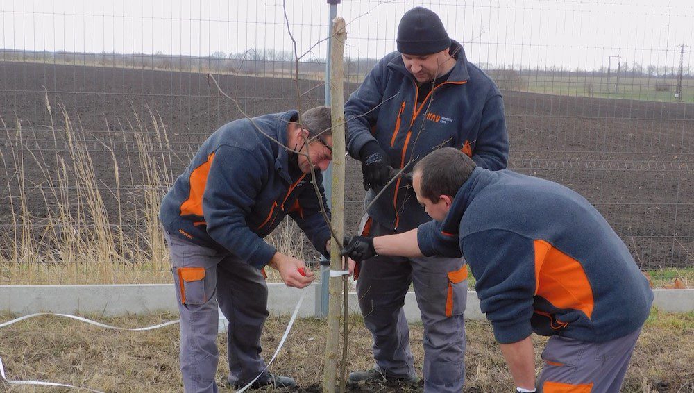 KAV-Hungária-Kisbér-Hársfa-környezetvédelem-fák-ültetése-közösség-társadalmi-szerepvállalás-felelősség-zöld-tudat-5-