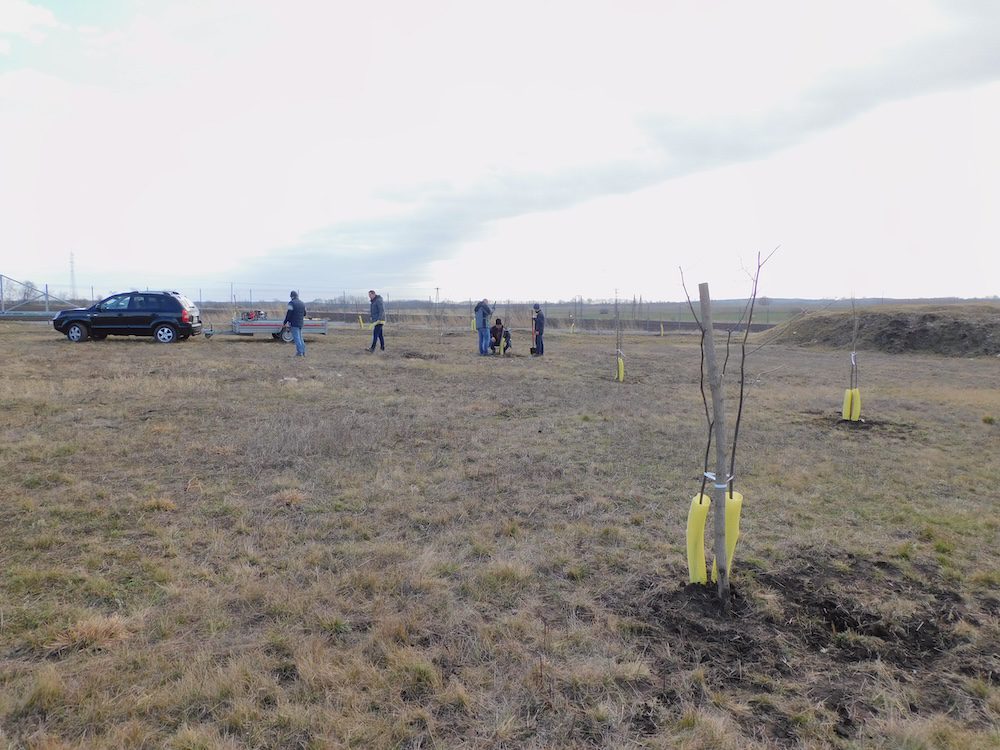 KAV-Hungária-Kisbér-Hársfa-környezetvédelem-fák-ültetése-közösség-társadalmi-szerepvállalás-felelősség-zöld-tudat-6