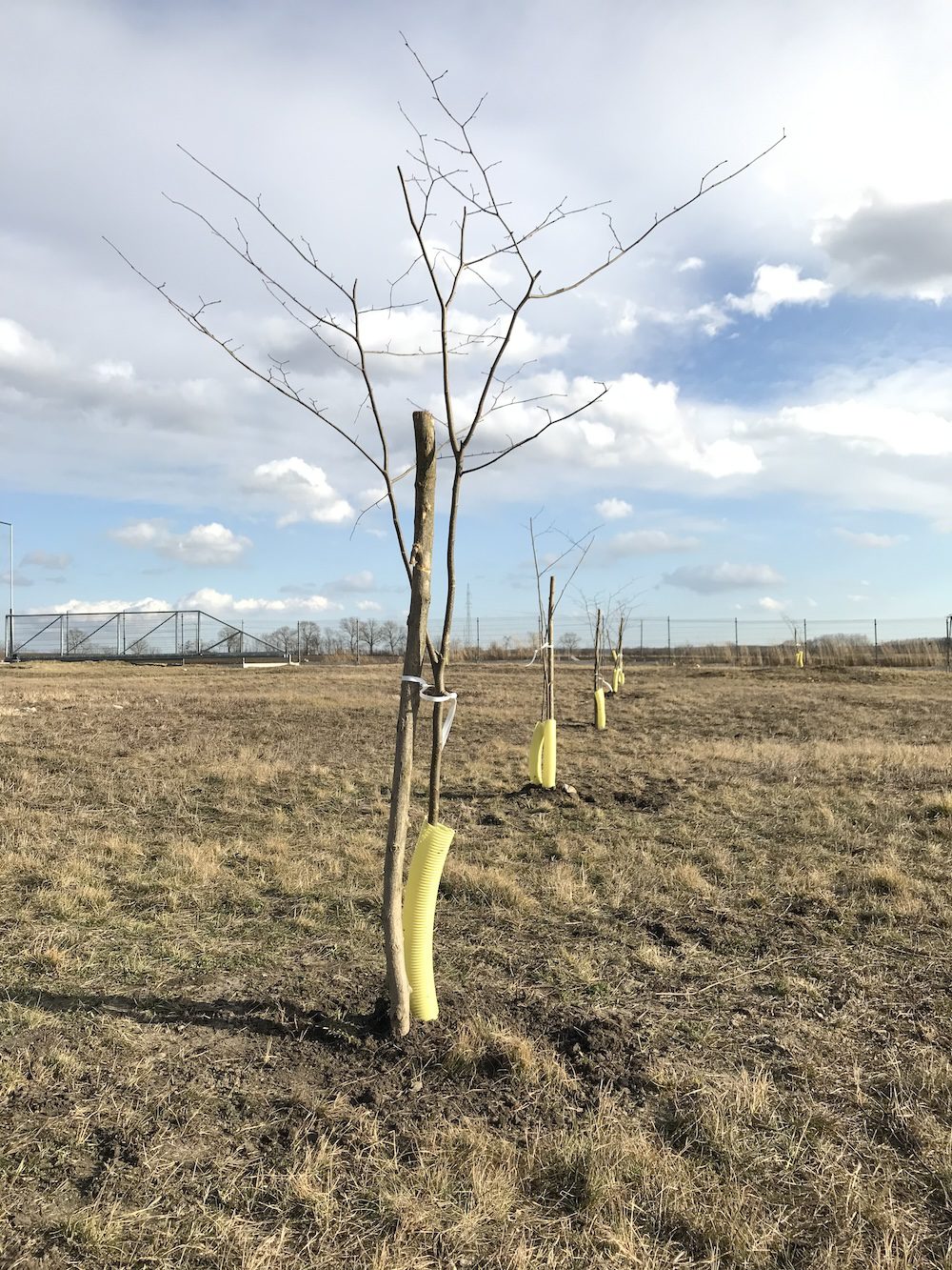 KAV-Hungária-Kisbér-Hársfa-környezetvédelem-fák-ültetése-közösség-társadalmi-szerepvállalás-felelősség-zöld-tudat-8